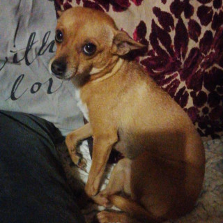 CHAYO | Raza Chihuahua | Perdida