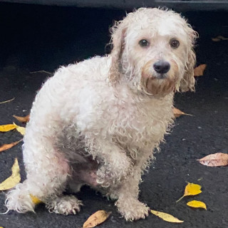  | Raza Mestizo, cruza de French Poodle | Final Feliz