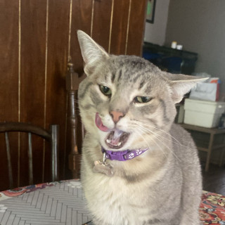 Foto de BICHITO MISIFUS