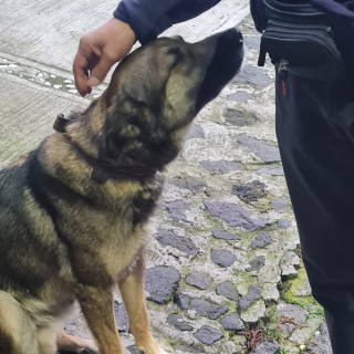  | Raza Mestizo | Encontrado