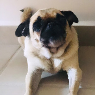 LAYLA | Raza Pug o Carlin | Perdida