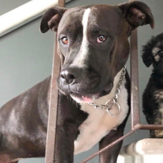 LOLA | Raza American Pitbull Terrier | Perdida
