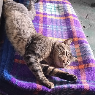 Foto de OSIRIS