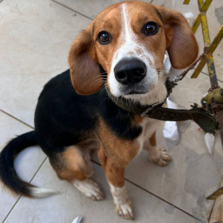 LUCA | Raza Beagle | Final Feliz