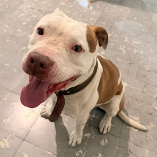  | Raza American Pitbull Terrier | Encontrado