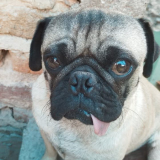 LUCKY | Raza Pug o Carlin | Perdido