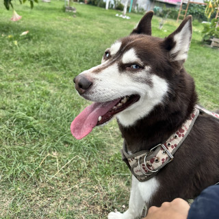 POLO | Raza Husky Siberiano | En Adopción