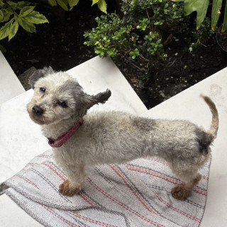  | Raza French Poodle o Caniche | Encontrada