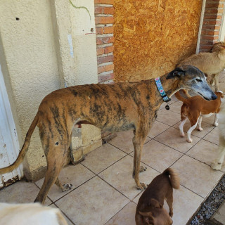 KISIRO | Raza Galgo Español | Perdido