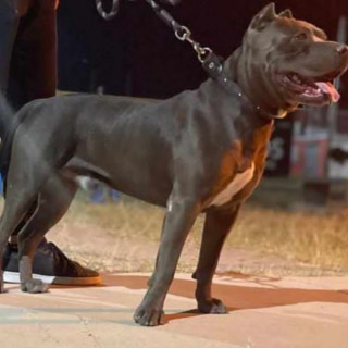 ZEUS | Raza American Pitbull Terrier | Perdido