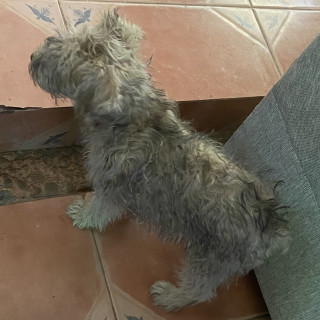 OSEA | Raza Mestizo, cruza de Schnauzer con French Poodle,  (Schnoodle) | Perdido