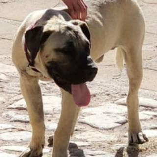 BLUE | Raza Presa Canario o Dogo de Canarias | Perdido