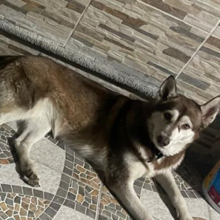 SARABI | Raza Husky Siberiano | Final Feliz