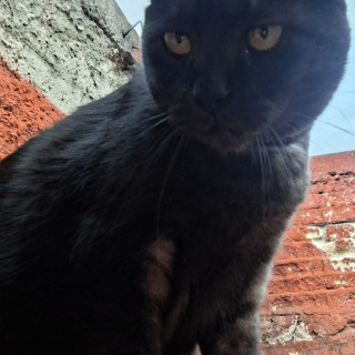 JADE | Raza Doméstico Américano de Pelo Corto | Perdida