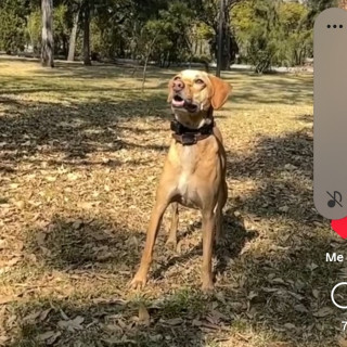 LUCCA | Raza Mestizo,  Cruza De Labrador | Final Feliz