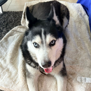  | Raza Husky Siberiano | Encontrado