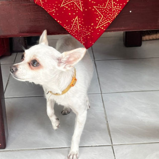  | Raza Chihuahua | Final Feliz