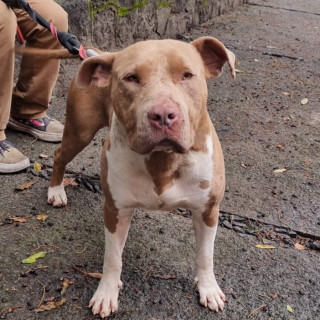  | Raza American Pitbull Terrier | Encontrado