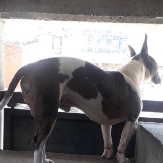 MANCHAS | Raza American Pitbull Terrier | Final Feliz