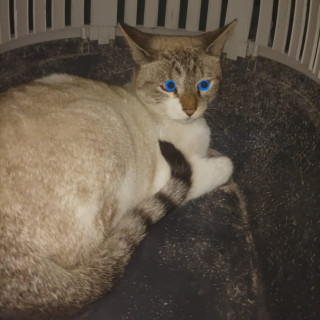  | Raza Aslan o Siamés moderno, punto tabby | Encontrada
