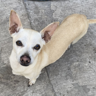 PINKY | Raza Chihuahua | Perdido
