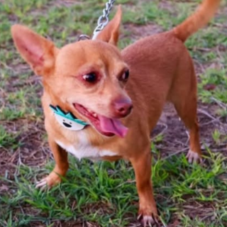 BINGO | Raza Chihuahua | Perdido