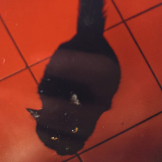 PANTRO | Raza Angora Turco Negro | Perdido