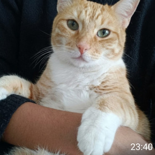 DEXTER | Raza Doméstico Américano de Pelo Corto | Perdido