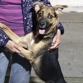 PICASSO | Raza Mestizo | En Adopción
