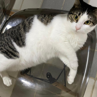 GATO | Raza Doméstico Américano de Pelo Corto | Perdida