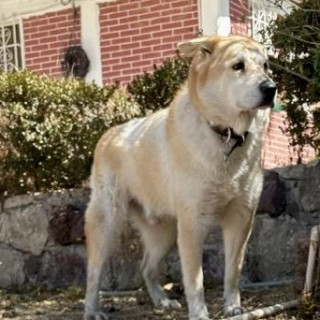 MISHA | Raza Mestizo, Cruza de  Chow Chow | Perdido