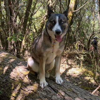 ESTELA | Raza Mestiza, cruza de Husky con Pastor Australiano | Perdida