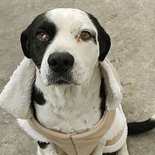 ROKO | Raza Mestizo , cruza de American Pitbull Terrier | Perdido