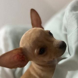 LUCKY Y CANELA | Raza Chihuahua | Perdida