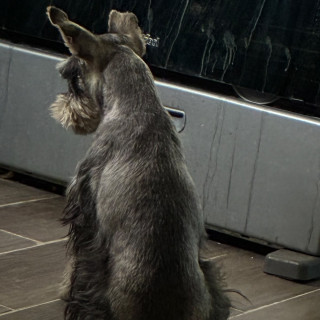 VOLT | Raza Schnauzer Miniatura  | Final Feliz