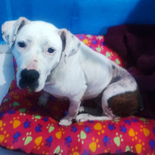 FRANCISCA | Raza American Pitbull Terrier | Perdida