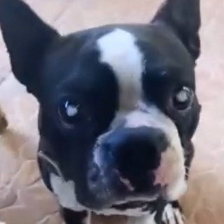 POGBA | Raza Boston Terrier  | Perdida