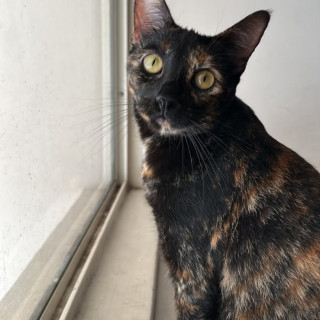 Foto de TOMASA