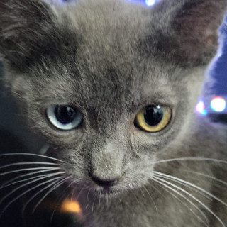 MAJO | Raza Ruso Azul | Perdido