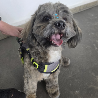 MUSHU | Raza Shih Tzu  | Final Feliz