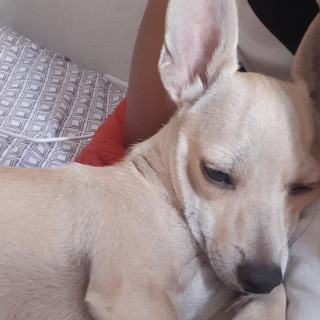 TEQUILA | Raza Chihuahua | Perdido