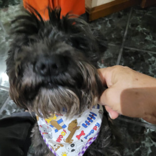 MILA | Raza Schnauzer | Perdida