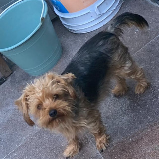 ROCO (PERRITO CIEGO) | Raza Yorkshire Terrier (Yorkie) | Perdido