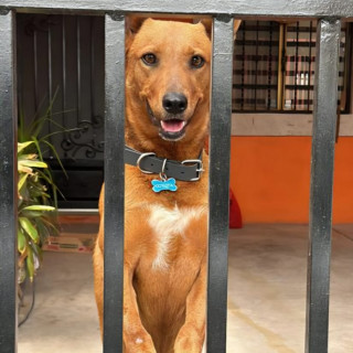 COYOTA | Raza Mestiza | Final Feliz