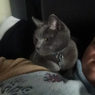 ZENITSU | Raza Ruso Azul | Final Feliz