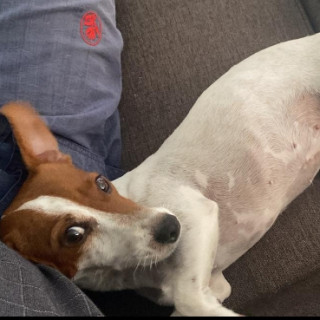 KHALI | Raza Jack Russell Terrier | Perdida