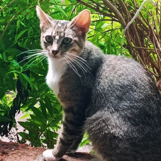 Foto de MILO