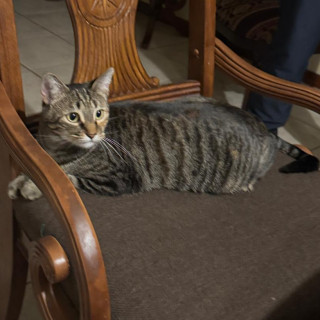 NIKI | Raza Doméstico Américano de Pelo Corto | Perdida