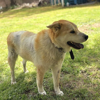 MISHA | Raza Mestizo, Cruza de  Chow Chow | Perdido
