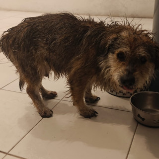  | Raza Mestizo, cruza de Schnauzer | Encontrado